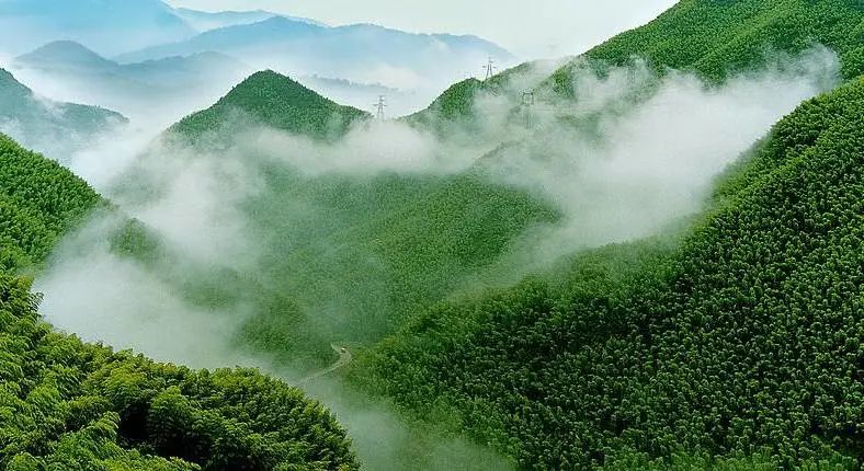 花(huā)園餐廳 | 以黑胡桃诠釋工(gōng)筆(bǐ)花(huā)鳥裏的婉約審美(měi)插圖